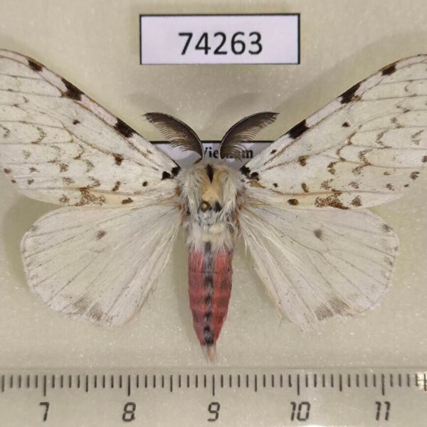 Lymantridae Lymantria bivittata bivittata Vietnam