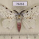 74263p Lymantridae Lymantria bivittata bivittata Vietnam $10