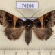 74264p Noctuidae Avatha uloptera f Vietnam $14