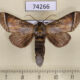 74266p Notodontiidae Neodrymonia ignicoruscens Vietnam $18