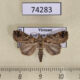 74283p Noctuidae sp. Vietnam $9