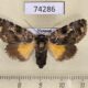 74286p Noctuidae Tambana glauca f Vietnam $18