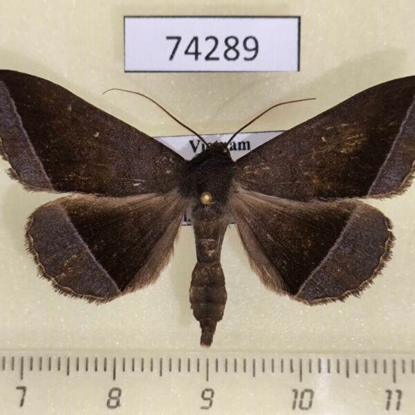 Noctuidae Hadennia hisbonalis Vietnam