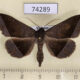 74289p Noctuidae Hadennia hisbonalis Vietnam $7