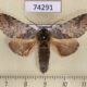 74291p Notodontiidae Disparia wilemani Vietnam $8