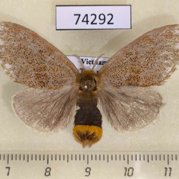 Lymantridae Nygmia civitta f Vietnam
