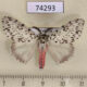 74293p Lymantridae Lymantria similis loeffleri Vietnam $8