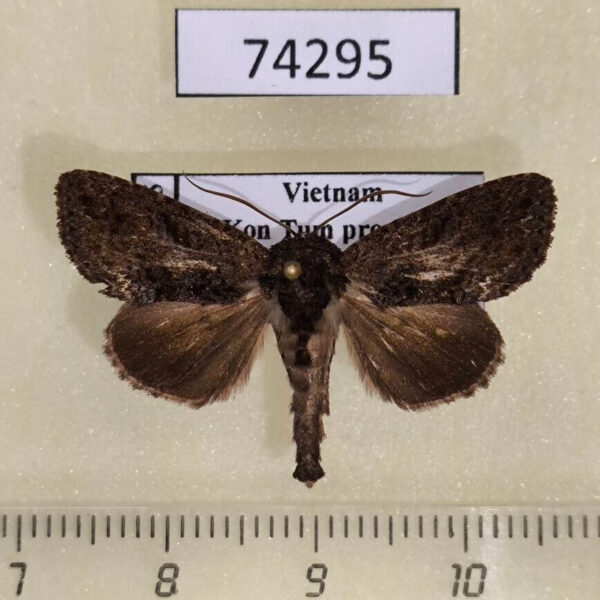Noctuidae Paradiopa postfusca Vietnam