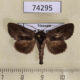 74295p Noctuidae Paradiopa postfusca Vietnam $9