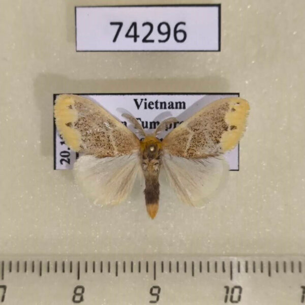 Lymantridae Somena pulverea Vietnam