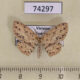 74297p Geometridae Perixera sp. Vietnam $6