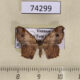 74299p Geometridae Chiasmia perfusaria Vietnam $4