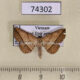 74302p Noctuidae sp. Vietnam $7