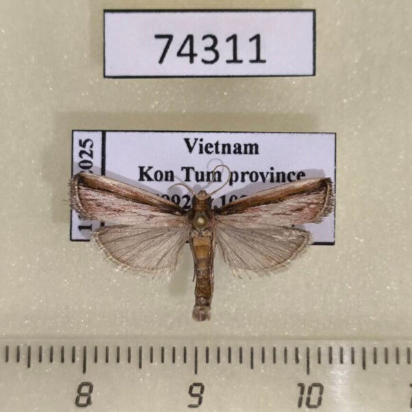 Crambidae  sp. Vietnam