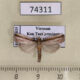 74311p Crambidae sp. Vietnam $5