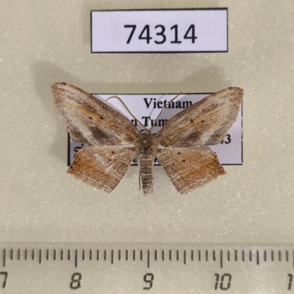 Drepanidae Phalacra acutipennis Vietnam