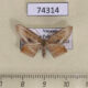 74314p Drepanidae Phalacra acutipennis Vietnam $6