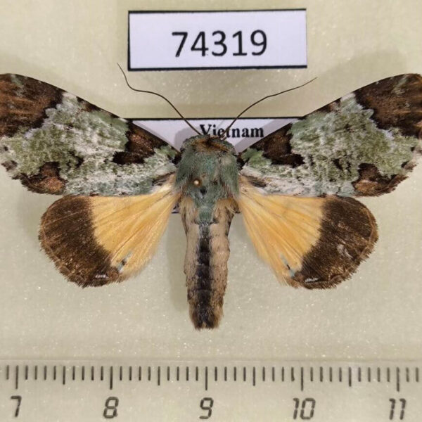 Noctuidae Donda continentalis Vietnam
