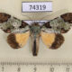 74319p Noctuidae Donda continentalis Vietnam $15