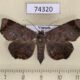 74320p Noctuidae Mecodina albodentata f Vietnam $12