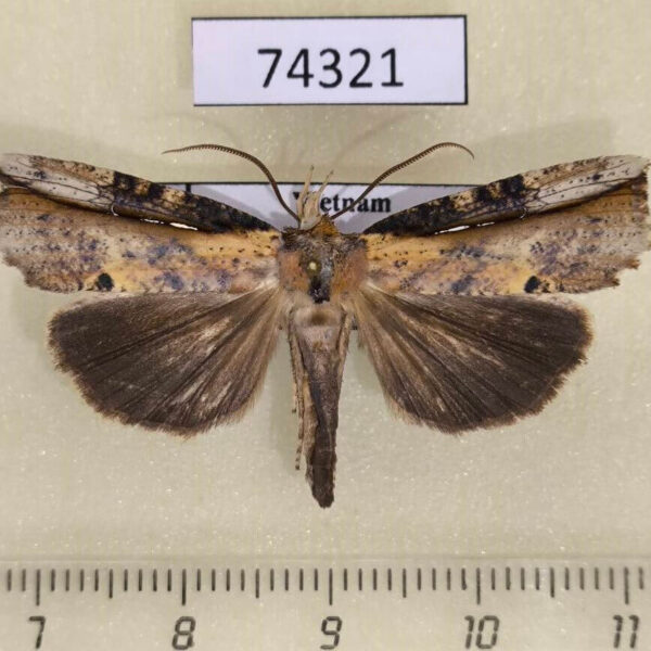 Noctuidae Cephena costata Vietnam