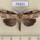 74321p Noctuidae Cephena costata Vietnam $20