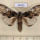 74323p Notodontiidae Rachiades lichenicolor Vietnam $20
