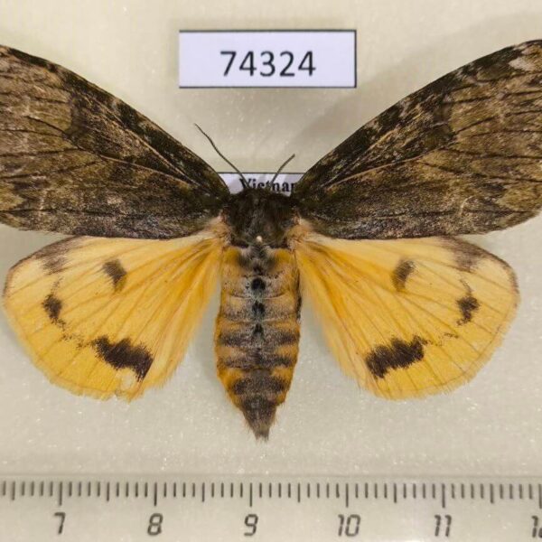 Lymantridae Ilema virescens f Vietnam