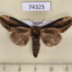 74325p Notodontiidae Hexafrenum sibylla Vietnam $8