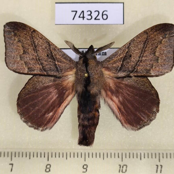 Lasiocampidae Arguda rectilinea Vietnam
