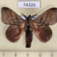 74326p Lasiocampidae Arguda rectilinea Vietnam $9