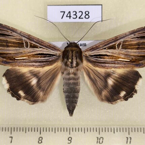 Noctuidae Ercheia multilinea f Vitnam