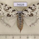 74329p Lymantridae Lymantria subrosea Vietnam $18