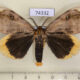 74332p Lymantridae Numenes numatai Thailand $18