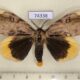 74338p Lymantridae Numenes numatai Thailand $20