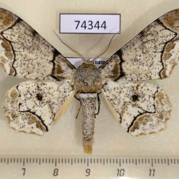 Geometridae Biston bengaliaria Vietnam