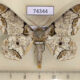 74344p Geometridae Biston bengaliaria Vietnam $9
