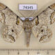 74345p Geometridae Biston bengaliaria Vietnam $9
