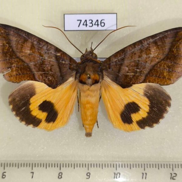 Noctuidae Eudocima homaena Vietnam