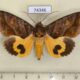 74346p Noctuidae Eudocima homaena Vietnam $12