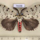 74348p Lymantridae Lymantria sapaensis Vietnam $20
