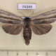 74349p Notodontiidae Ambadra rafflesi f Vietnam $15