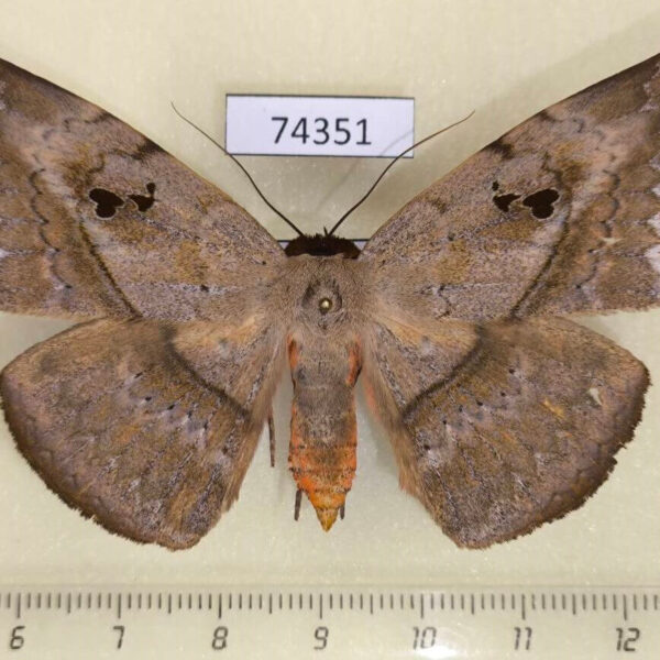 Noctuidae Hypopyra lactipex f Vietnam