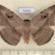 74351p Noctuidae Hypopyra lactipex f Vietnam $14