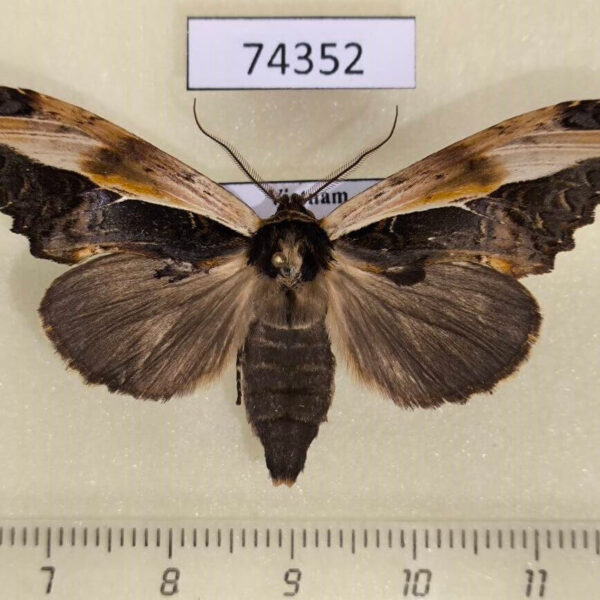 Notodontiidae Allata laticostalis f Vietnam
