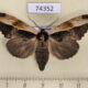 74352p Notodontiidae Allata laticostalis f Vietnam $12