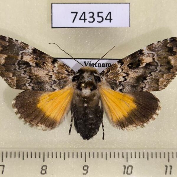 Noctuidae Tambana glauca f Vietnam