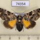 74354p Noctuidae Tambana glauca f Vietnam $18