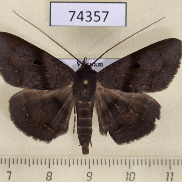 Noctuidae Mecodina bisignata Vietnam