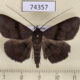 74357p Noctuidae Mecodina bisignata Vietnam $8